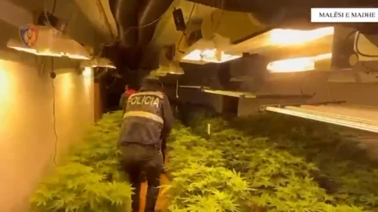 Zbulohet sasi e madhe e kabanisit në Malësi të Madhe, arrestohet 35-vjeçari