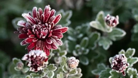 Kjo është lulja më e bukur e dimrit: Feng shui thotë se sjell harmoni dhe fat të mirë