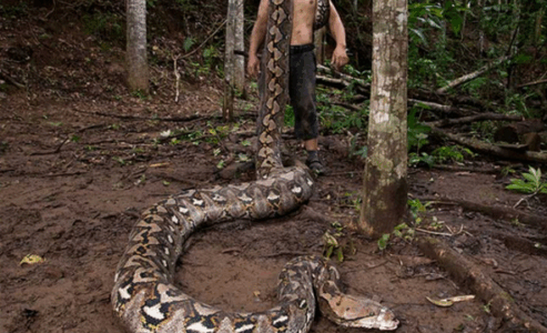 Zbulohet gjarpri më i gjatë i matur ndonjëherë në natyrë
