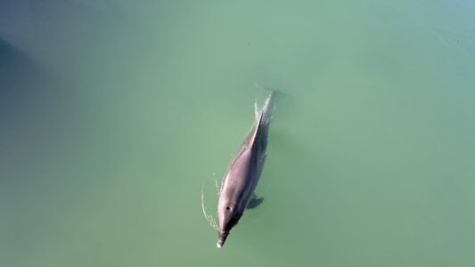 Pamje e pazakontë në Kroaci: Delfini humbet rrugën në ujë të ëmbël (VIDEO)