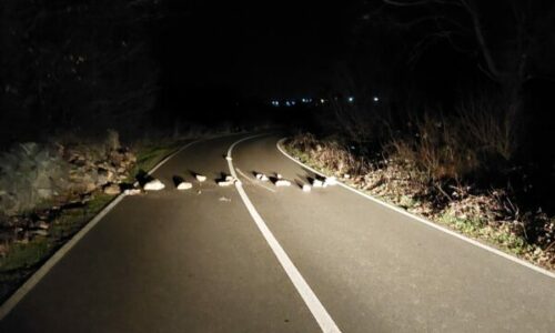 Dërgohet në mbajtje për 48 orë i dyshuari që vendosi gurë në një rrugë të Klinës