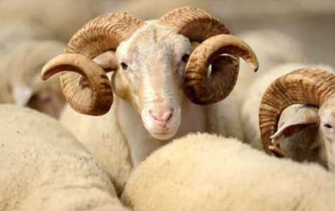 AUV paralajmëron ndëshkime për shitjen dhe therjet ilegale të kafshëve