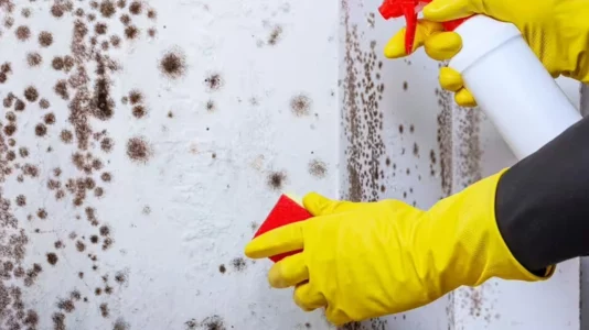 Myku i zi do të zhduket nga shtëpia juaj nëse bëni një veprim të thjeshtë çdo mëngjes