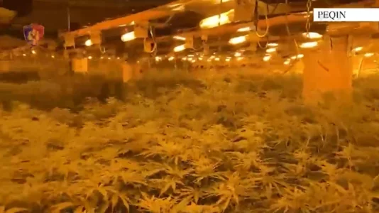 Magazina me 4 mijë rrënjë kanabis, lihet i lirë drejtori i burgut të Rrogozhinës – në kërkim i vëllai