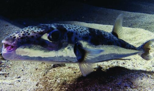 Kapet peshku i rrezikshëm dhe helmues në Adriatik: Ky peshk mund të jetë fatal nëse konsumohet