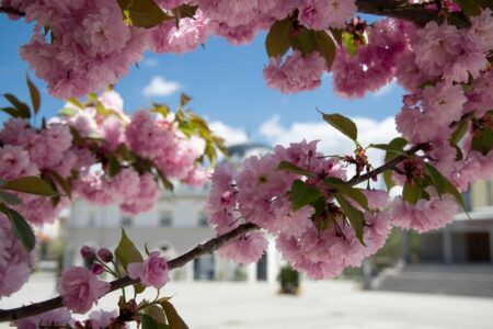 Përfundon stina e dimrit, nga sot nis pranvera