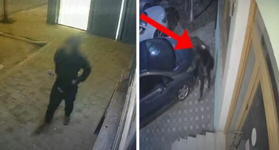 Kapen hajnat që kanë kryer rreth 10 vjedhje në lokale e banesa