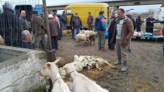 Fitër Bajrami afër: Komuna e Prishtinës ka një njoftim për shitësit e deleve, shpezëve e kafshëve të tjera