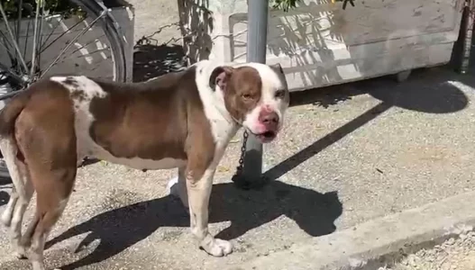 Qeni kafshoi 4-vjeçaren në Lungomare, ndiqet penalisht pronari i Pitbull-it