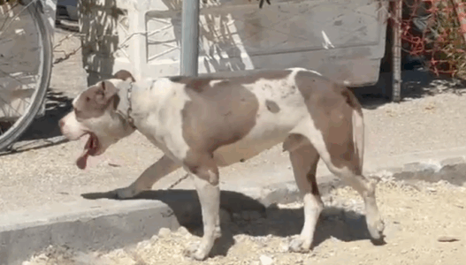 Pitbulli kafshon në kokë një 4-vjeçar në Vlorë, dërgohet me urgjencë në spital